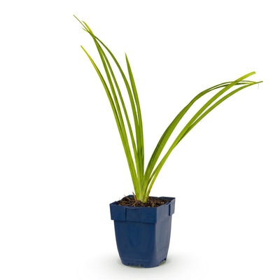 Green boutiQ - Perennial - Hemerocallis Pink Damask - Daylily - Bee and Butterfly Lover - Pink - 1 Plant - Pot 11cm - Height 15-25cm