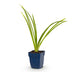 Green boutiQ - Staude - Hemerocallis Pink Damask - Taglilie - Bienen- und Schmetterlingsliebhaber - Rosa - 1 Pflanze - Topf 11cm - Höhe 15-25cm Bild 2