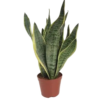 Sansevieria Futura Superba: Luftreinigende Zimmerpflanze Ø14cm, ↕40cm