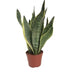Sansevieria Futura Superba: Luftreinigende Zimmerpflanze Ø14cm, ↕40cm Bild 1