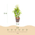 GreenboutiQ Hornbeam Hedge: 6x Carpinus betulus, 1m, 17cm pot, 55cm height Bild 3