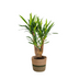 Yucca Elephantipes Verzweigt im Topf Ø21cm, 60-70cm Bild 1