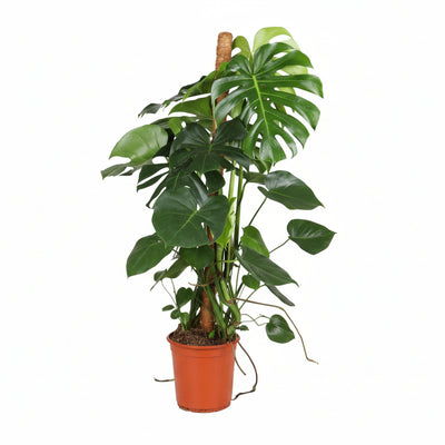 Monstera Deliciosa: Üppige Zimmerpflanze, 105cm hoch, Ø24cm Topf