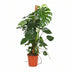 Monstera Deliciosa: Lush houseplant, 105cm tall, Ø24cm pot Bild 1