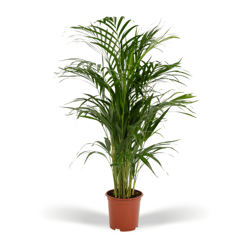 Areca-Palme Dypsis Lutenscens im 17cm Topf, 70cm hoch
