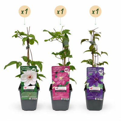 3x Clematis Tricolour - Dreifarben-Waldrebe - Lila - Rosa - Weiß - Kletterpflanze - Ø9cm - ↕35cm