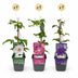 Clematis Tricolor Climbing Plant: 3 Plants, Pink, White, Purple Bild 2