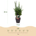 GreenboutiQ - Hedging Plants - Yew media Hilii - Green foliage - 6 plants - 1 linear meter - evergreen - 17cm pot, 60cm high Bild 3
