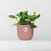 Scindapsus Marble Queen Topf ELHO Vibes 14 cm rosa – Luftreinigende Zimmerpflanze Bild 3