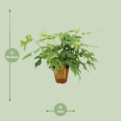 Monstera Minima (Rhaphidophora tetrasperma) im 15cm Topf