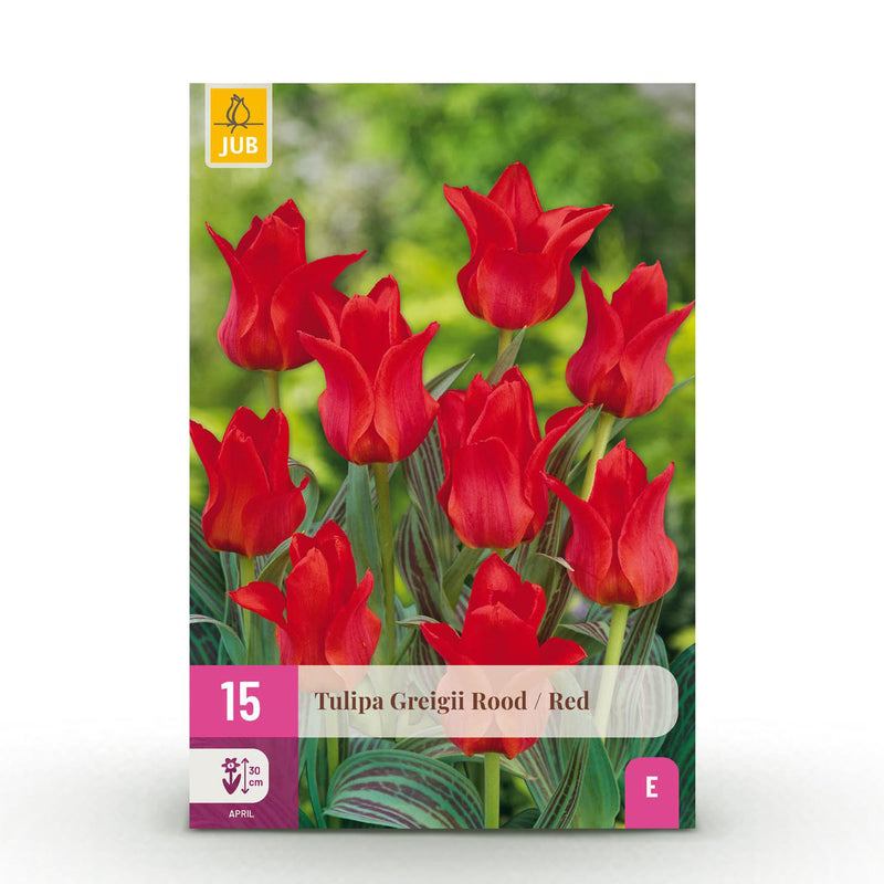 GreenboutiQ Tulpenzwiebeln Greigii Rot - 15 Stück XXL, Hardy Perennial