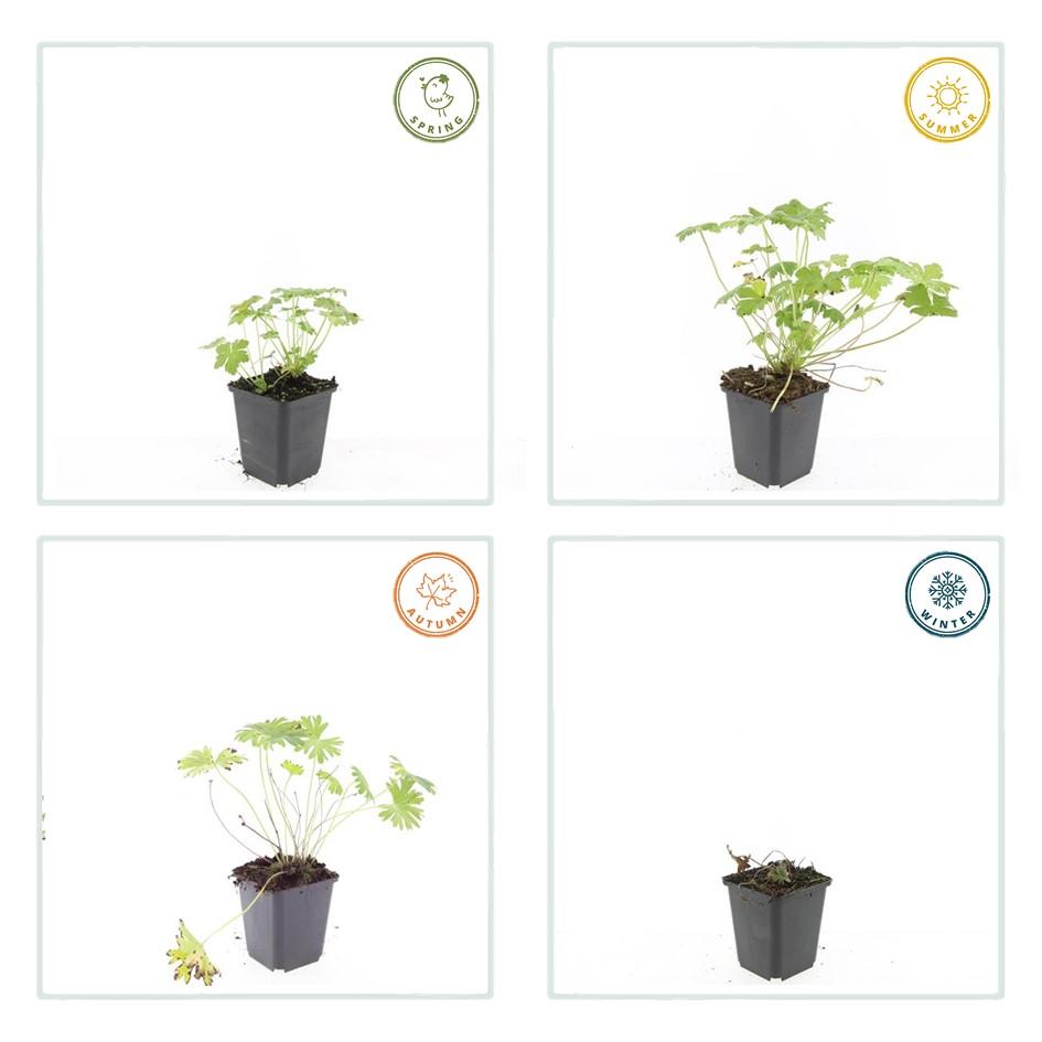 Geranium 'Tiny Monster' - 12x - 10-25cm - Ø9cm