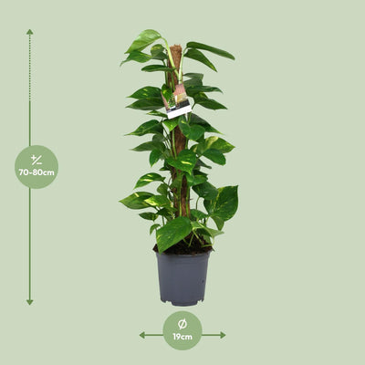 Scindapsus Epipremnum Pflanze - 80cm hoch, 19cm Topf