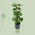 Scindapsus Epipremnum Plant - 80cm tall, 19cm pot Bild 2