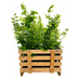 Paletten-Angebot Heckenpflanzen: 50 Carpinus Betulus ↕ 60-80 - Ø 19cm | Mini-Palette Bild 3