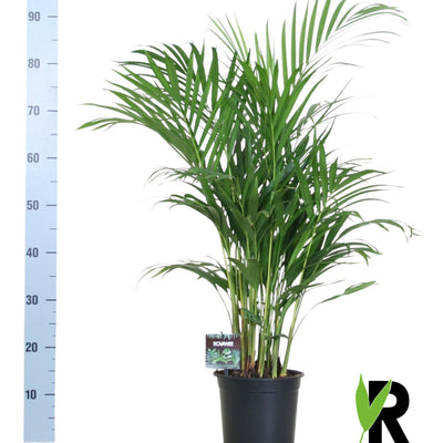 Bambuspalme (Dypsis Lutescens) - Ø19cm - ↕100cm