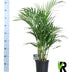 Bamboo Palm (Dypsis Lutescens) - Ø19cm - ↕100cm Bild 2