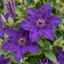 6x Clematis The President - Waldrebe The President - Lila - Kletterpflanze - Ø9cm - ↕35cm Bild 3