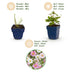 Green boutiQ - Perennial - Anemone Tricolour - Autumn Anemone - Shade - Dark Pink - Pink - White - 12 Plants - Pot 11cm - Height 15-25cm Bild 10