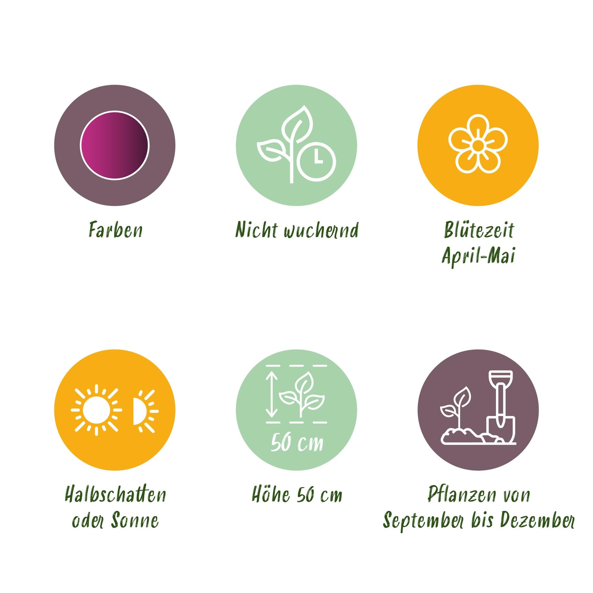 GreenboutiQ - Blumenzwiebeln - Tulp Triumph Purple - Bulbs Hardy Perennial - Farbe Lila - 15 Stück - Zwiebelgröße 11/12 - XXL Pack