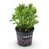 Dwarf Rhododendron Bloombux Light Pink - Light pink flowers, easy to care for Bild 2