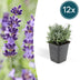 12x Lavendel 'Hidcote' | 10-25cm | Ø9cm Topf Bild 1