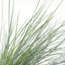 Festuca glauca Azura Blue - Blauschwingel im Ø14 Topf, 30cm hoch Bild 5