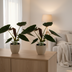 Alocasia Wentii 2er Set - Ø19cm - 85cm Höhe Bild 2