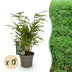 18x Fargesia Rufa - Evergreen, Non-Invasive Bamboo, 35cm Bild 1