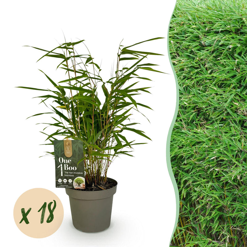 18x Fargesia Rufa - Evergreen, Non-Invasive Bamboo, 35cm
