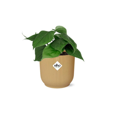 Philodendron Scandens im Topf ELHO Vibes Fold 14 cm gelb