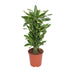 Dracaena Golden Coast - Eleganter Drachenbaum für Ihr Zuhause (Ø27cm, 110cm) Bild 1