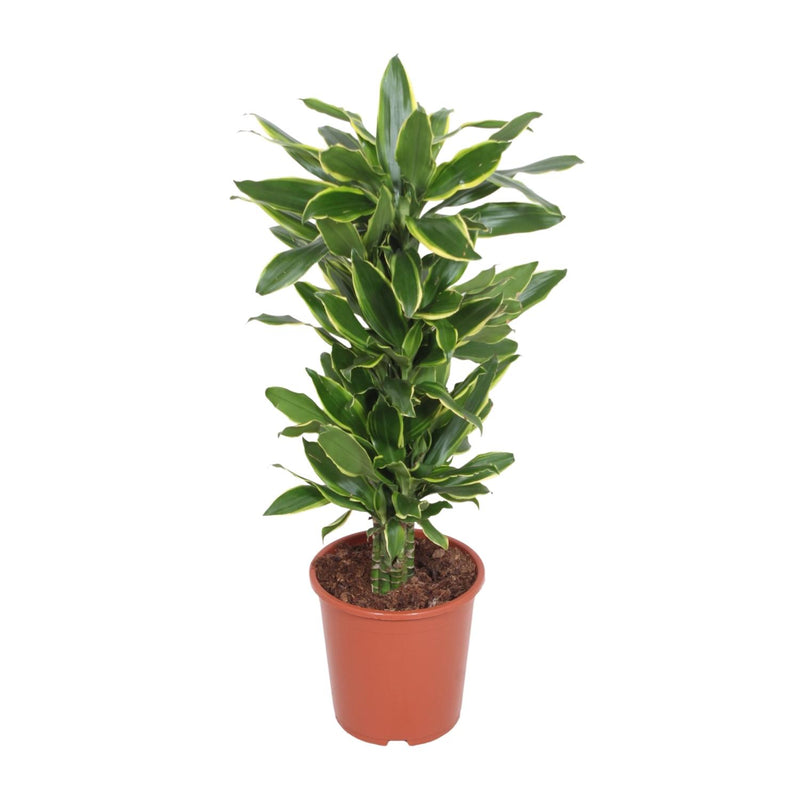 Dracaena Golden Coast - Eleganter Drachenbaum für Ihr Zuhause (Ø27cm, 110cm)