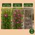 6x Clematis Ville de Lyon - Großblumige Waldrebe Ville de Lyon - Rot - Kletterpflanze - Ø9cm - ↕35cm Bild 6