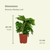 2x Monstera Monkey Leaf - Lochpflanze - 30cm - Ø12cm Topf Bild 2