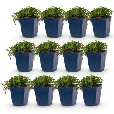 Green boutiQ - Perennial - Campanula posch. Stella - Peach Leaf Bellflower - Ground Cover - Purple - 12 Plants - Pot 11cm - Height 15-25cm