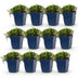 Green boutiQ - Perennial - Campanula posch. Stella - Peach Leaf Bellflower - Ground Cover - Purple - 12 Plants - Pot 11cm - Height 15-25cm Bild 1