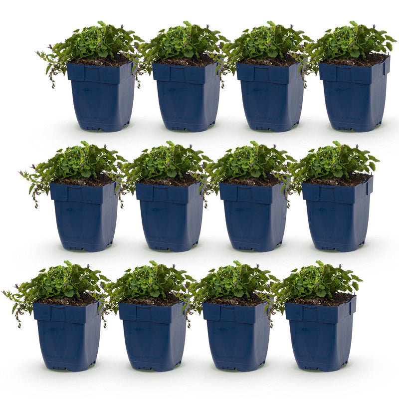 Green boutiQ - Perennial - Campanula posch. Stella - Peach Leaf Bellflower - Ground Cover - Purple - 12 Plants - Pot 11cm - Height 15-25cm