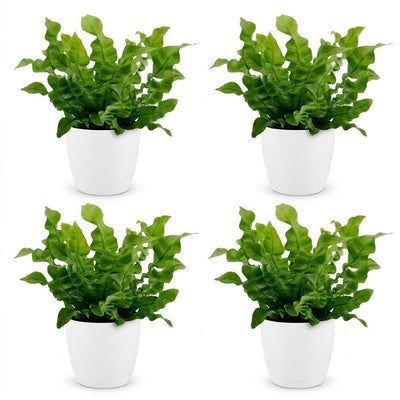Green boutiQ - Asplenium Crispy Wave - Crispy Wave Fern - 4 Plants - with White Pot - Pot 12cm - Height - 30cm