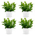 Green boutiQ - Asplenium Crispy Wave - Krauser Wellenfarn - 4 Pflanzen - mit Weißem Topf - Topf 12cm - Höhe - 30cm Bild 2