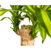 Dracaena Fragrans Massangeana Ø21cm - ↕90-110cm - Tropische Zimmerpflanze Bild 3