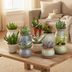 10 Succulent Mix 5.5 cm - Diverse Variety Directly from the Grower Bild 8
