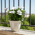 8x Osteospermum ecklonis White in 12cm pots, approx. 20cm high Bild 3