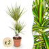 Green boutiQ - Zimmerpflanzen - Dracaena Sunray - Drachenblutbaum - Wenig Pflege - Grün - Gelb - 2 Pflanzen - Topf 17cm - Höhe 70-75cm Bild 1