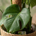 Monstera Deliciosa Fensterblatt mit Moosstab – 90cm – Grün Bild 4