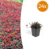 24x Acaena microphylla 'Kupferteppich' Bodendecker Ø9cm Bild 1