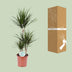 Dragon Tree Dracaena Marginata, easy-care, 115 cm houseplant Bild 4