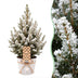 Picea glauca Conica - Zuckerhutfichte - Grün - Weiß - Weihnachtsbaum - inkl. Zinktopf - Ø17cm - ↕65cm Bild 1