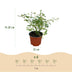 Garden Rose 'White Fairy' - Hardy, white rose in a 12cm pot Bild 3