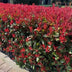 Photinia fraseri Carre Rouge: Immergrüne Heckenpflanze, 8 Stück, rot-grün Bild 6